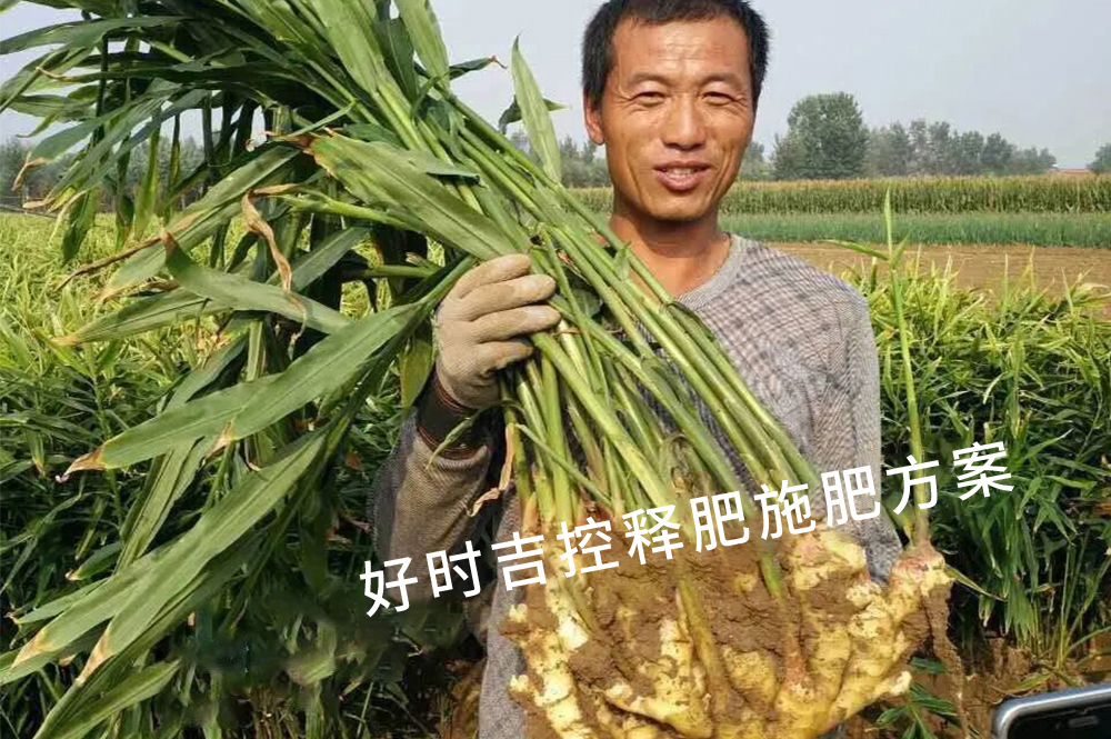 姜農(nóng)滿意，效果杠杠的！